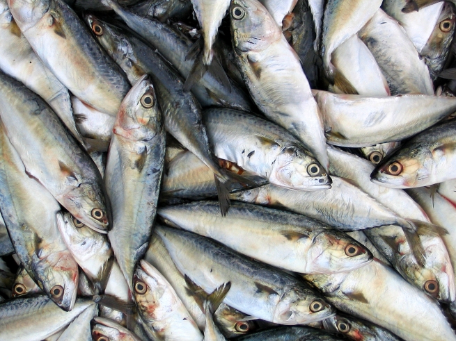 Доставка рыбы с Дальнего Востока подорожала в 1,6 раза