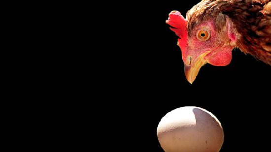 ФАС начала внеплановую проверку производителей куриного мяса