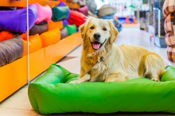 Кейс: как Petshop.ru за месяц снизили CPO на 59% благодаря оптимизации рекламных расходов Кейс: как Petshop.ru за месяц снизили CPO на 59% благодаря оптимизации рекламных расходов