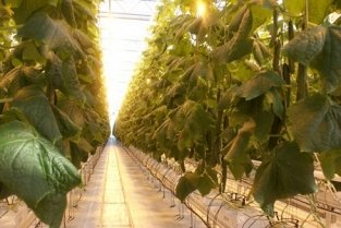 Сергей Адоньев займется овощеводством Сергей Адоньев займется овощеводством