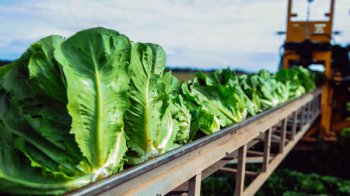 Поставщик сети «Вкусно - и точка» открыл комплекс по выращиванию и переработке салатной продукции Поставщик сети «Вкусно - и точка» открыл комплекс по выращиванию и переработке салатной продукции