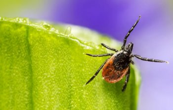 СберМаркет: сколько стоит обработка от клеща СберМаркет: сколько стоит обработка от клеща