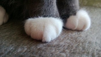 В Роспатент направлена заявка на регистрацию товарного знака «Яндекс Лапки» В Роспатент направлена заявка на регистрацию товарного знака «Яндекс Лапки»