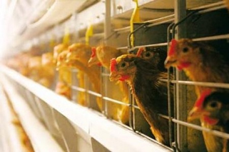 Подарок к Новому году: продукты подорожают