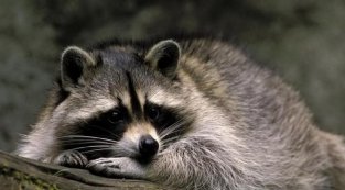 В магазине Лос-Анджелеса продавали мясо енота В магазине Лос-Анджелеса продавали мясо енота