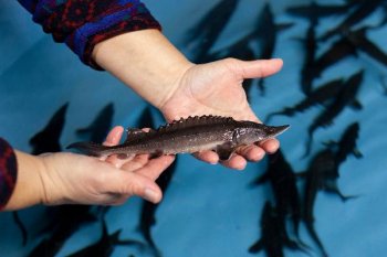 В Астрахани могут закрыть производство сразу трех крупнейших производителей черной икры В Астрахани могут закрыть производство сразу трех крупнейших производителей черной икры