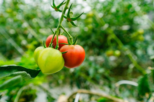 Партнерство «Пятёрочки» и ТК «Кедр» в производстве томатов: в чем выгода для обеих сторон Партнерство «Пятёрочки» и ТК «Кедр» в производстве томатов: в чем выгода для обеих сторон