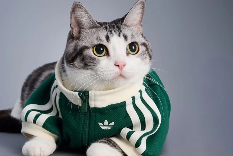 Adidas выпустил зимнюю коллекцию одежды для кошек и собак (ФОТО) - №3 Adidas выпустил зимнюю коллекцию одежды для кошек и собак (ФОТО) - №3