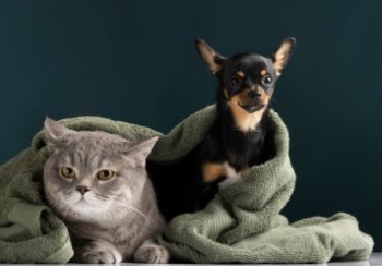 Россияне ежемесячно тратят на домашних животных 4,5 тыс. рублей Россияне ежемесячно тратят на домашних животных 4,5 тыс. рублей