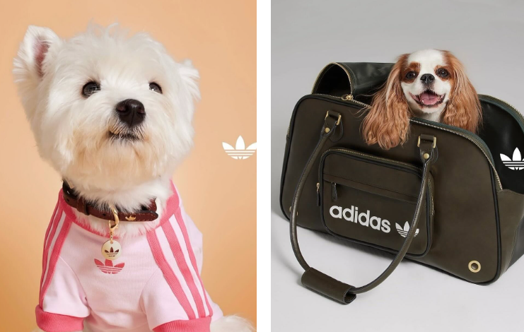Adidas выпустил зимнюю коллекцию одежды для кошек и собак (ФОТО) - №2 Adidas выпустил зимнюю коллекцию одежды для кошек и собак (ФОТО) - №2