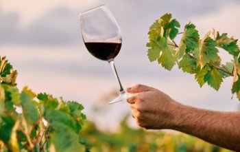 Ключевые винодельческие регионы РФ в 2025 году увеличили производство Ключевые винодельческие регионы РФ в 2025 году увеличили производство