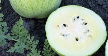 В астраханских магазинах будут продавать арбузы со вкусом ванили и миндаля В астраханских магазинах будут продавать арбузы со вкусом ванили и миндаля