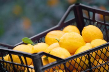 «Магнит» фиксирует увеличение спроса на цитрусовые и «согревающие» продукты «Магнит» фиксирует увеличение спроса на цитрусовые и «согревающие» продукты