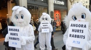 Benetton прекращает реализацию одежды из ангоры Benetton прекращает реализацию одежды из ангоры