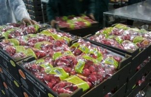 Россия рассмотрит возможность возобновления поставок сельхозпродукции из Албании Россия рассмотрит возможность возобновления поставок сельхозпродукции из Албании