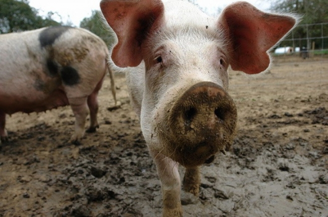 Поставщики свинины из Бразилии подняли цены для России из-за санкций