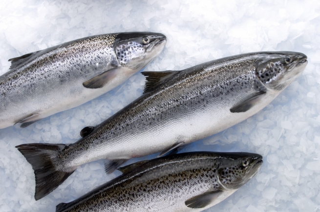Норвегия в три раза увеличила экспорт лосося в Белоруссию