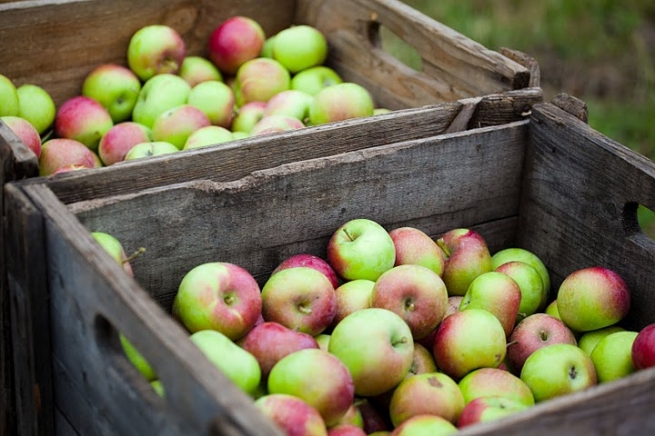Россия может ввести запрет на ввоз яблок и винограда из Украины