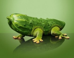 ГМО – разбираемся в трёх буквах ГМО – разбираемся в трёх буквах