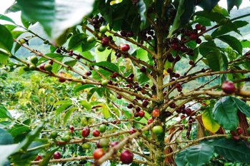 Замер, но не сломлен: как изменился рынок спешелти кофе за три года Замер, но не сломлен: как изменился рынок спешелти кофе за три года