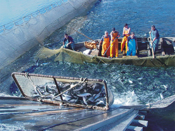 Российский лосось подорожал в два раза (обновлено)