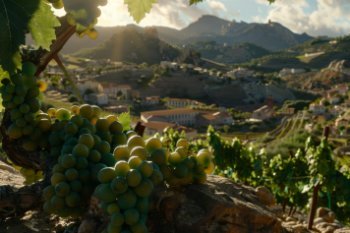 «Крымский винзавод» сменил собственника «Крымский винзавод» сменил собственника