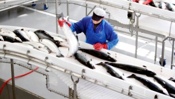 Компания «Путина» наращивает экспорт в страны ЕАЭС Компания «Путина» наращивает экспорт в страны ЕАЭС