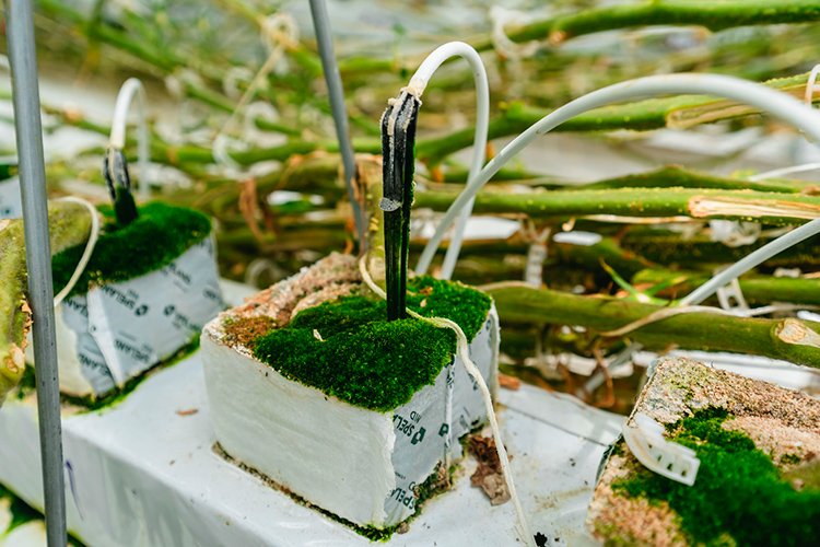 Партнерство «Пятёрочки» и ТК «Кедр» в производстве томатов: в чем выгода для обеих сторон Партнерство «Пятёрочки» и ТК «Кедр» в производстве томатов: в чем выгода для обеих сторон