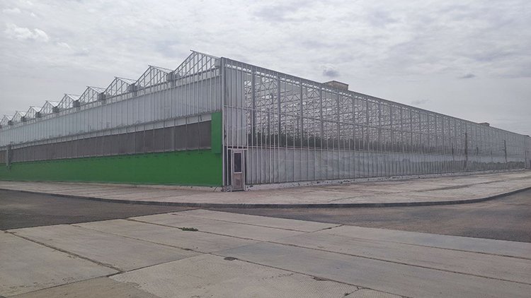 Партнерство «Пятёрочки» и ТК «Кедр» в производстве томатов: в чем выгода для обеих сторон Партнерство «Пятёрочки» и ТК «Кедр» в производстве томатов: в чем выгода для обеих сторон