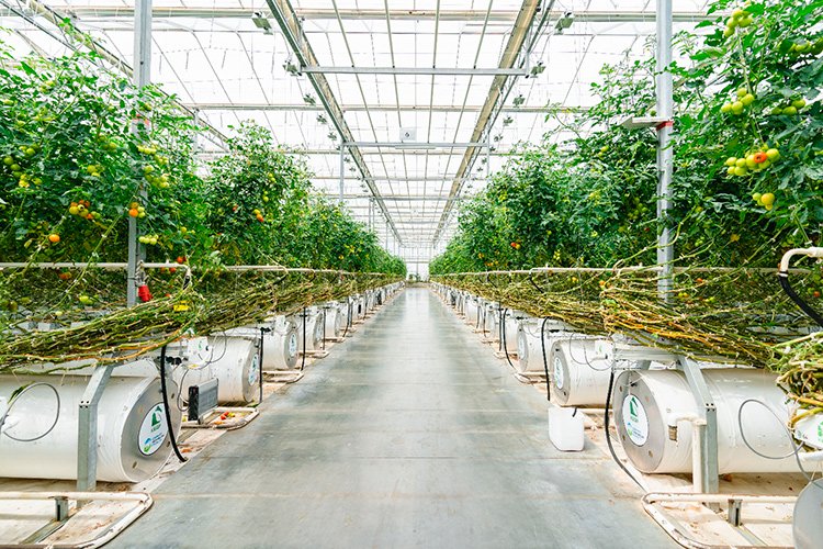 Партнерство «Пятёрочки» и ТК «Кедр» в производстве томатов: в чем выгода для обеих сторон Партнерство «Пятёрочки» и ТК «Кедр» в производстве томатов: в чем выгода для обеих сторон