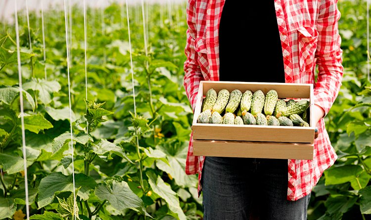 Огуречный ценовой шок: почему килограмм овощей стал дороже свинины и при чем тут срезка Огуречный ценовой шок: почему килограмм овощей стал дороже свинины и при чем тут срезка