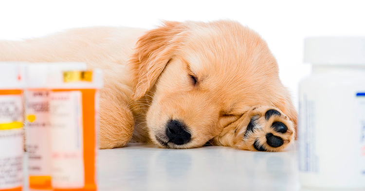 Импортозамещение лекарств для животных: более 100 отечественных производителей уже замещают западные препараты Импортозамещение лекарств для животных: более 100 отечественных производителей уже замещают западные препараты